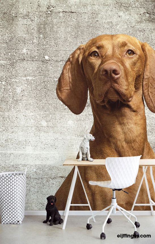 Wall mural- Dog 364124, Wallpower Junior, Eijffinger