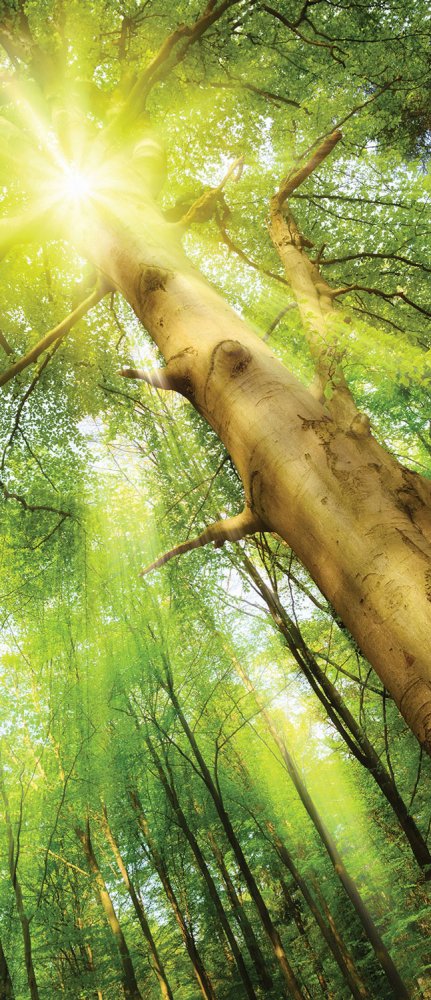 Non-woven photo mural wallpaper for doors Forrest 33104, 91 x 211 cm, Photomurals, Vavex