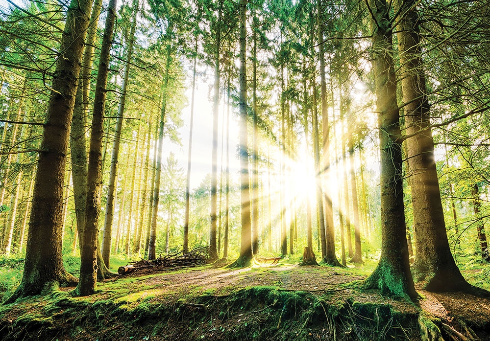 Non-woven photo mural wallpaper Sunny Forest 22114, 368 x 280 cm, Photomurals, Vavex