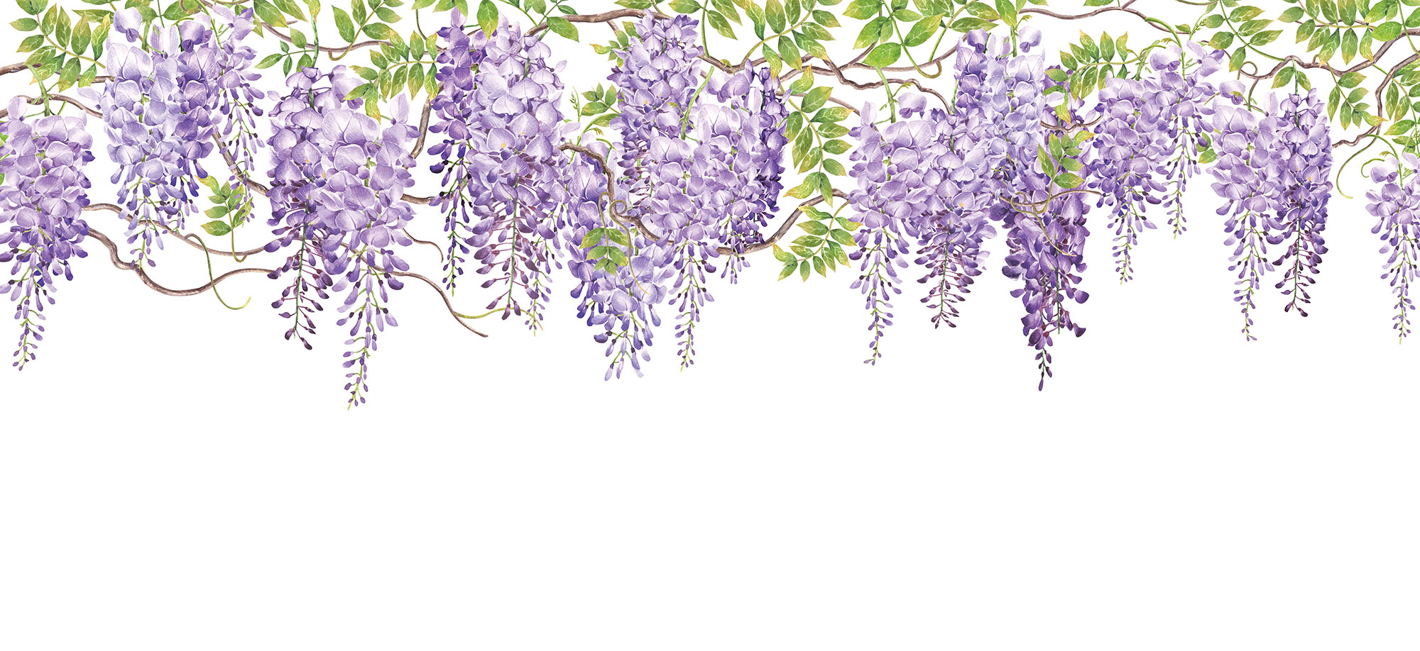 Customized non-woven wall mural, Flowers, Wisteria, 10162, Vavex