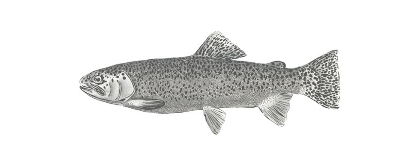Non-woven wall mural Fishs 158933, 250x100cm, Black & White, Esta