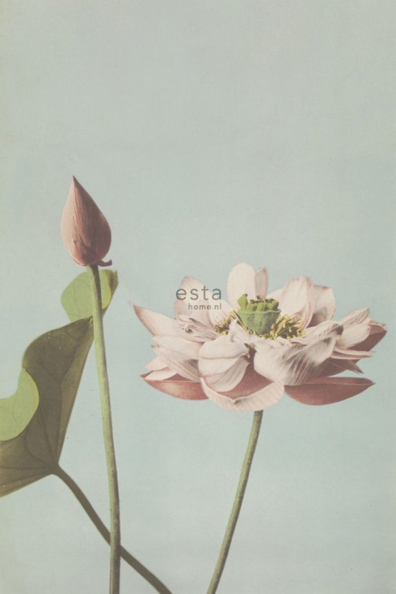 Non-woven wall mural, water lily flower 158890, 186 x 279 cm, Blush, Esta Home