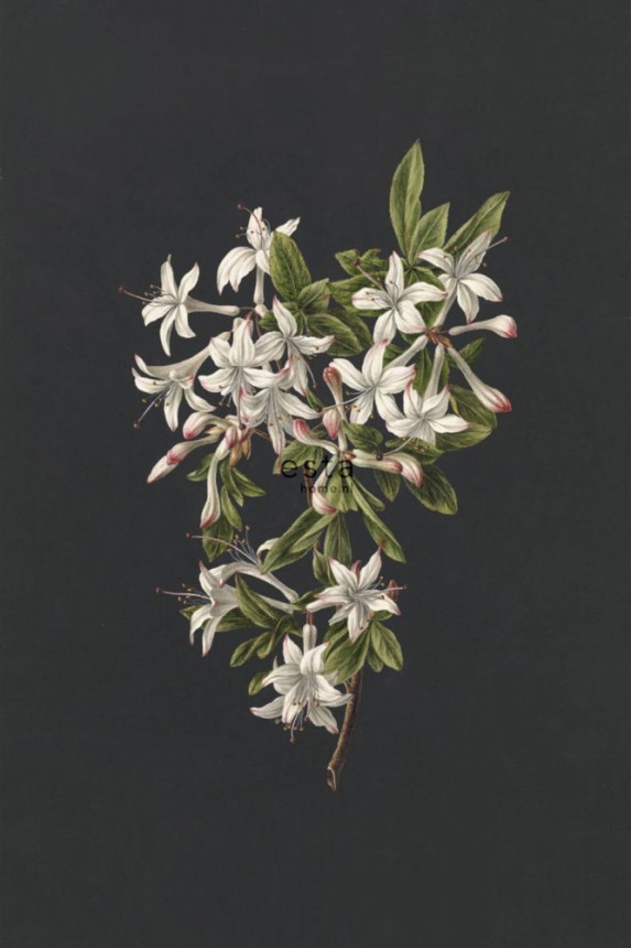 Non-woven wall mural Azalea twig 158885, 186 x 279 cm, Blush, Esta Home